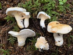 Hydnum alboaurantiacum