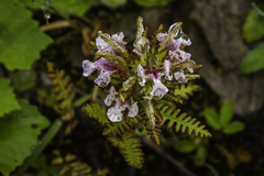 Pedicularis stenocorys