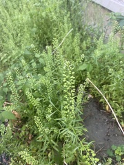 Lepidium densiflorum pubecarpum