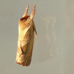 Clostera anastomosis