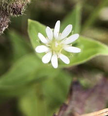 Stellaria littoralis