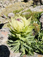Saussurea orgaadayi