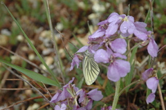 Pieris angelika