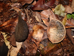 Aspidosperma spruceanum