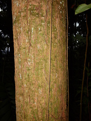 Aspidosperma spruceanum