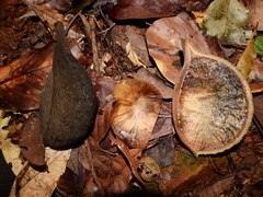 Aspidosperma spruceanum