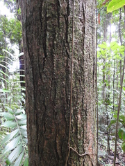 Aspidosperma spruceanum