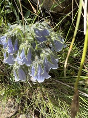 Campanula alpina