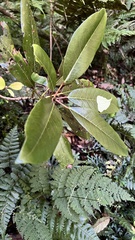 Daphniphyllum himalaense