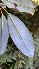 Daphniphyllum himalaense