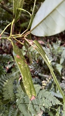 Daphniphyllum himalaense