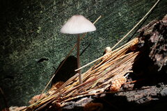 Mycena metata