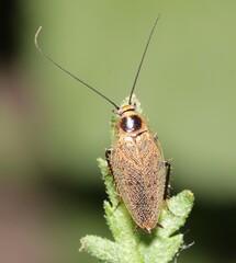 Ectobius erythronotus