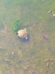 Graptemys pseudogeographica