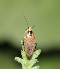 Ectobius erythronotus
