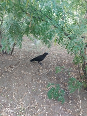 Corvus corone