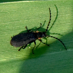Polemius laticornis