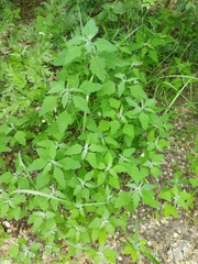 Chenopodium album