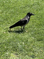 Corvus cornix
