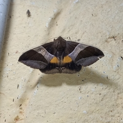 Bastilla fulvotaenia