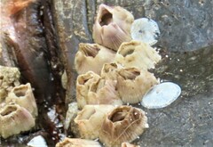 Amphibalanus venustus