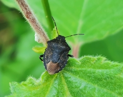 Rhacognathus punctatus