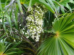 Thrinax radiata