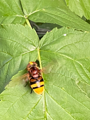Volucella zonaria