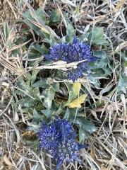 Eryngium dilatatum