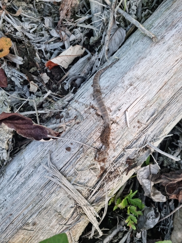 Acanthophis antarcticus observed 2022-06-28