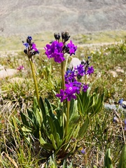 Primula nivalis