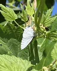 Celastrina argiolus