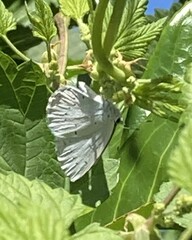 Celastrina argiolus