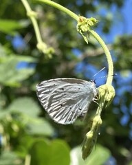 Celastrina argiolus
