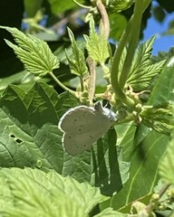 Celastrina argiolus
