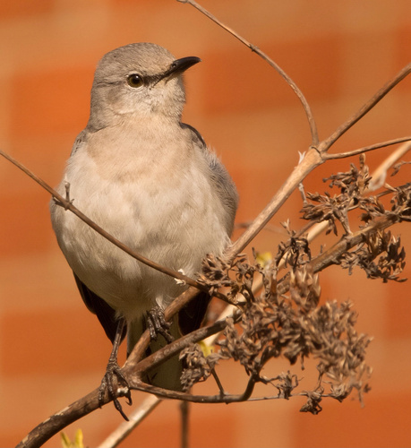 Northern Mockingbird (Mimus polyglottos), photo 9