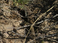 Aspidoscelis neotesselatus