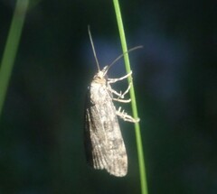 Scoparia subfusca