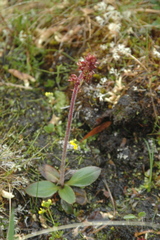 Micranthes hieraciifolia