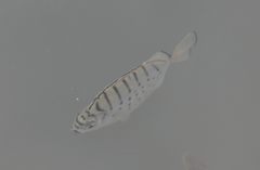 Selenotoca multifasciata