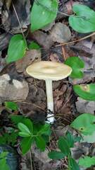 Melanoleuca strictipes