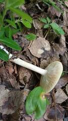 Melanoleuca strictipes