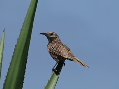 Campylorhynchus yucatanicus