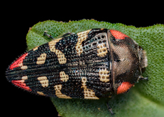 Acmaeodera cruenta