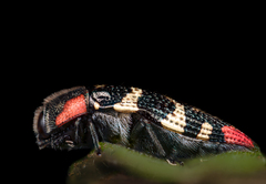 Acmaeodera cruenta