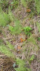 Cortinarius malicorius