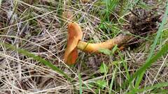 Cortinarius malicorius