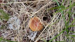 Cortinarius malicorius
