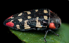 Acmaeodera cruenta