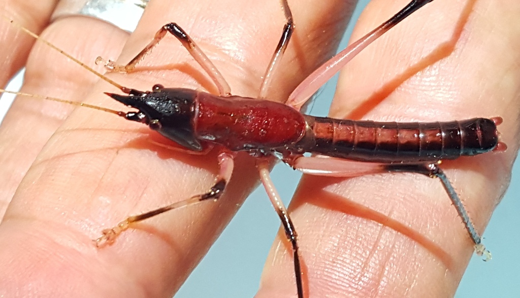 Borinquenula caritensis
